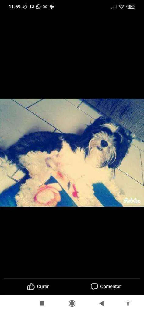 Cachorro ra a Shih tzu idade 3 anos nome Bob