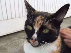 Gato raça SRD-ViraLata idade 2 anos nome Crizelda