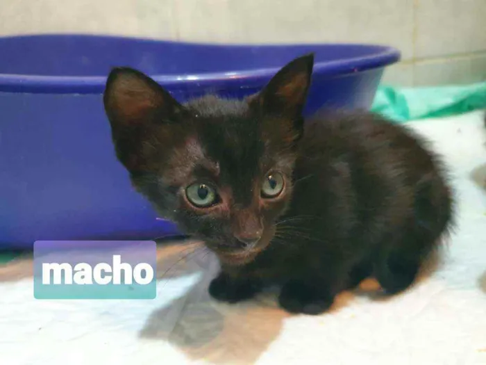 Gato ra a SRD idade Abaixo de 2 meses nome Clark