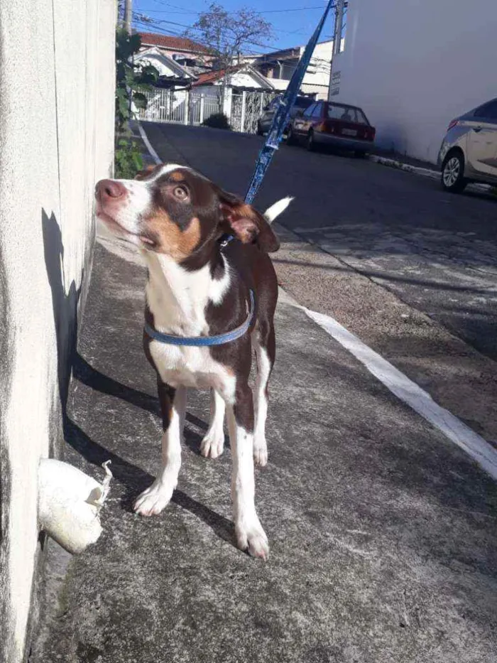 Cachorro ra a Vira-lata idade 2 a 6 meses nome Thor