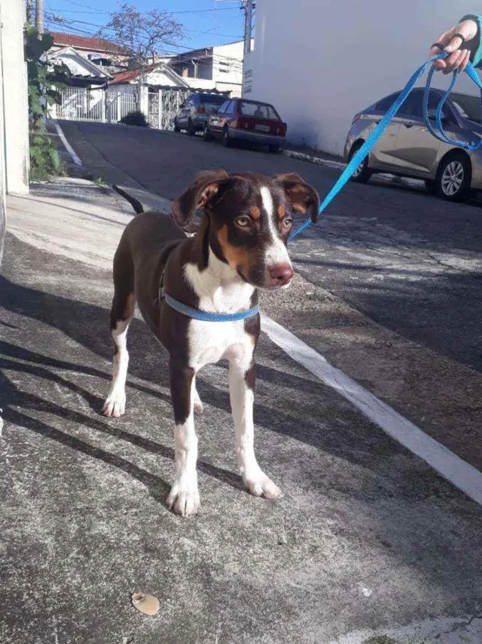 Cachorro ra a Vira-lata idade 2 a 6 meses nome Thor