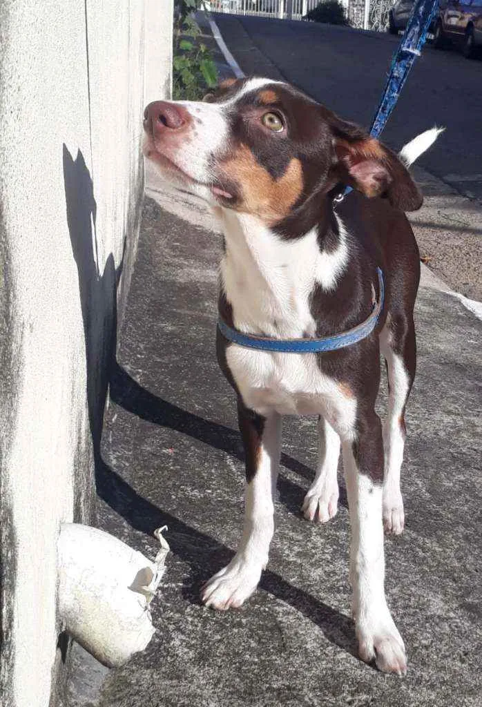 Cachorro ra a Vira-lata idade 2 a 6 meses nome Thor