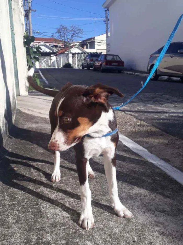 Cachorro ra a Vira-lata idade 2 a 6 meses nome Thor