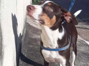 Cachorro raça Vira-lata idade 2 a 6 meses nome Thor 
