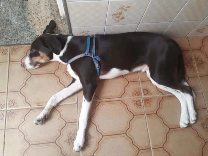 Cachorro ra a Vira-lata idade 2 a 6 meses nome Thor