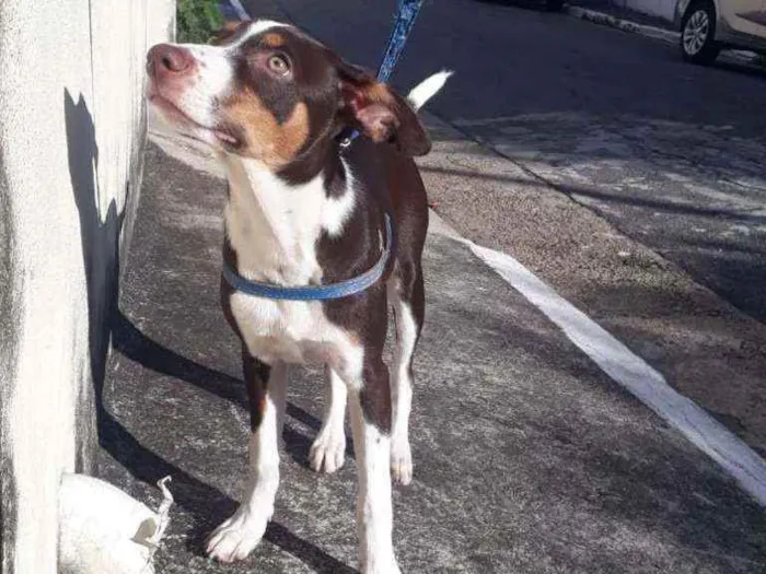 Cachorro ra a Vira-lata idade 2 a 6 meses nome Thor
