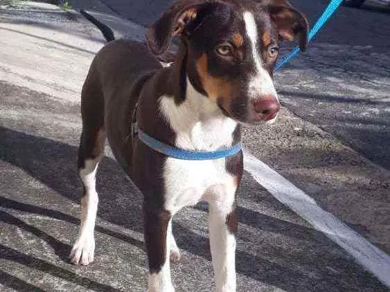 Cachorro ra a Vira-lata idade 2 a 6 meses nome Thor
