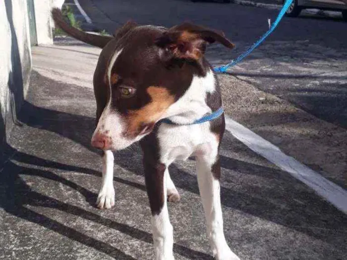 Cachorro ra a Vira-lata idade 2 a 6 meses nome Thor
