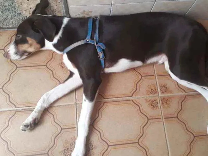 Cachorro ra a Vira-lata idade 2 a 6 meses nome Thor
