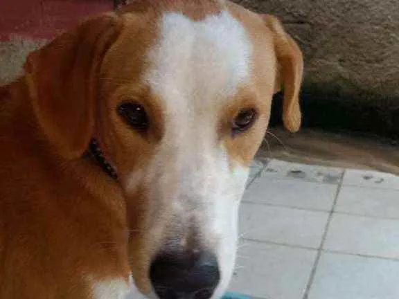 Cachorro ra a Mestiço  idade 2 anos nome Spayke