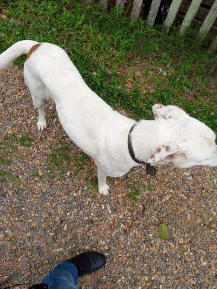 Cachorro ra a Mestico labrador com dalmata idade 1 ano nome Baike