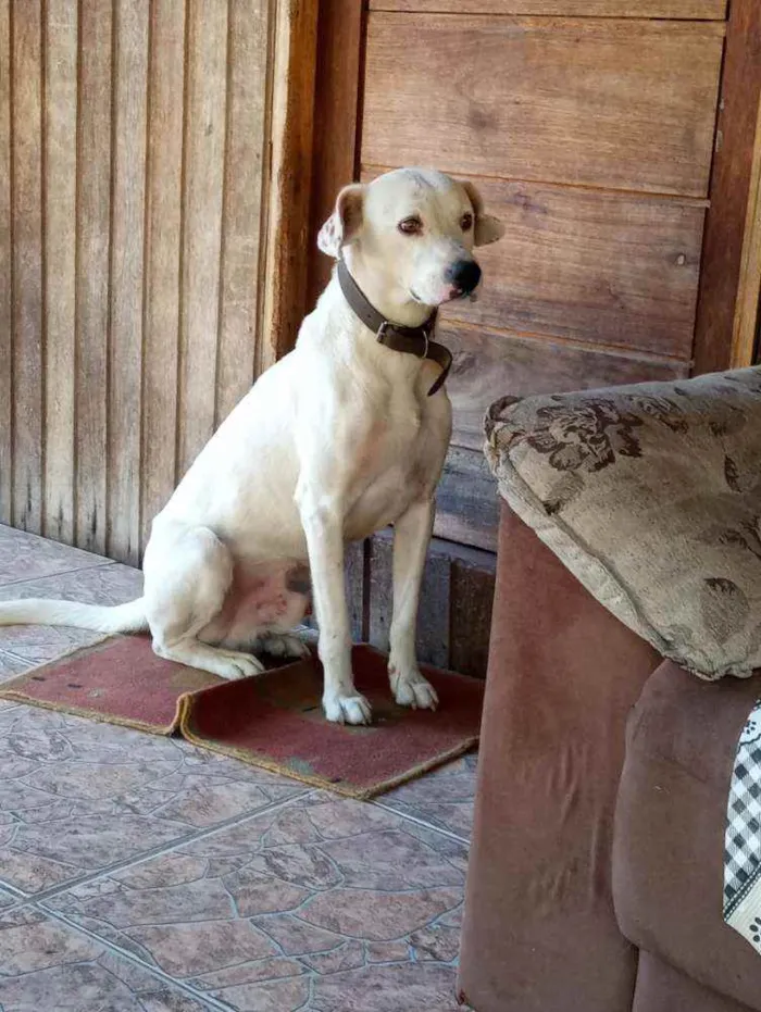 Cachorro ra a Mestico labrador com dalmata idade 1 ano nome Baike