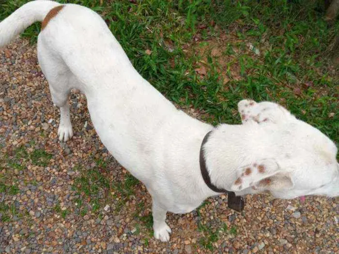 Cachorro ra a Mestico labrador com dalmata idade 1 ano nome Baike