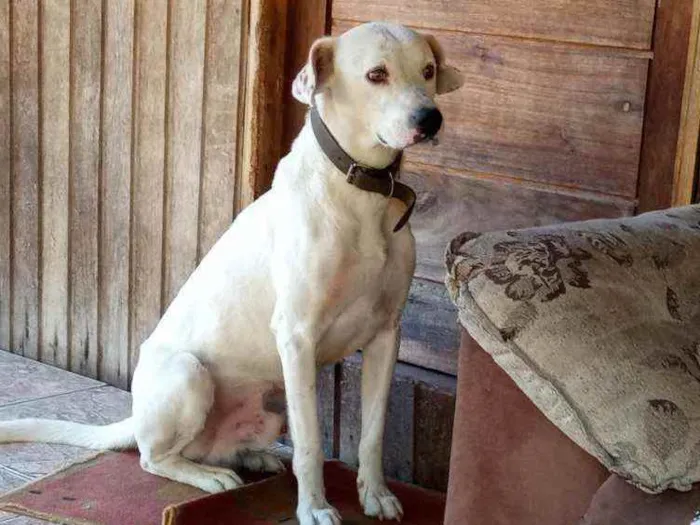 Cachorro ra a Mestico labrador com dalmata idade 1 ano nome Baike