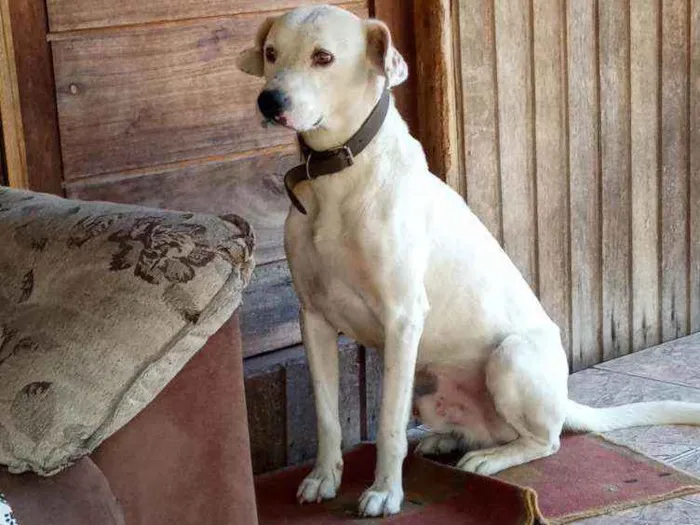 Cachorro ra a Mestico labrador com dalmata idade 1 ano nome Baike