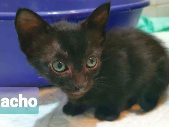 Gato ra a SRD idade Abaixo de 2 meses nome Clark
