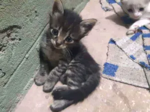 Gato raça SRD-ViraLata idade Abaixo de 2 meses nome Filhotes