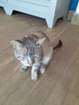 Tom 