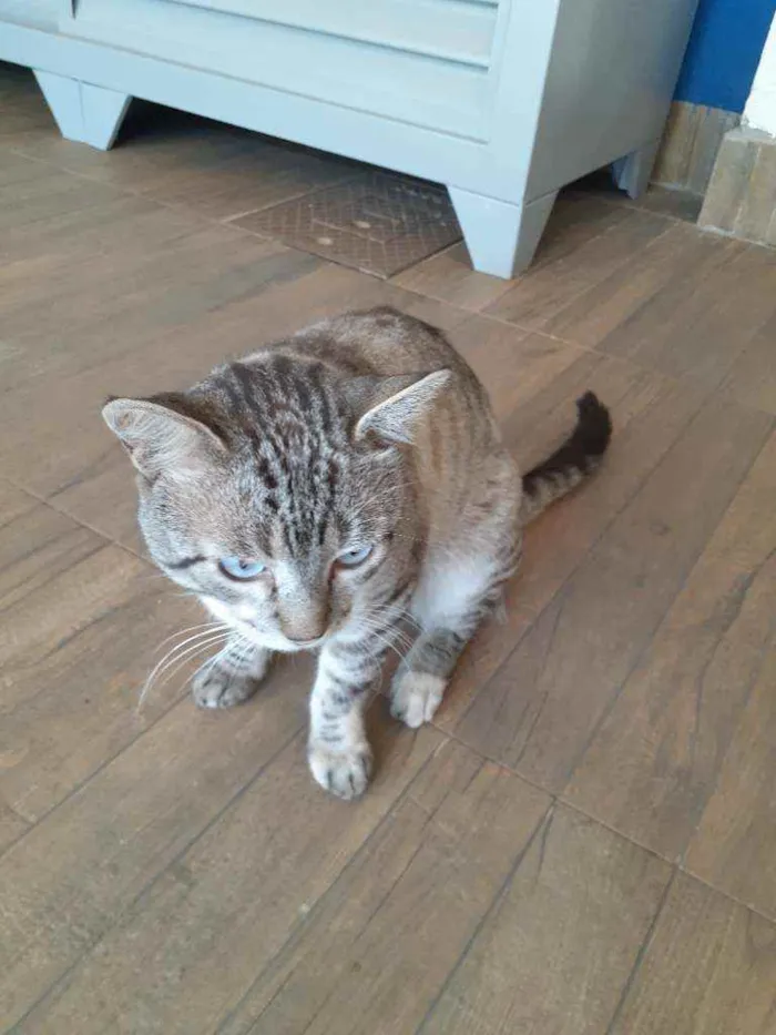Gato ra a Sem raça definida idade 2 anos nome Tom 