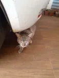 Tom 
