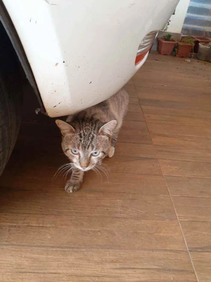 Gato ra a Sem raça definida idade 2 anos nome Tom 