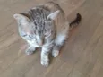 Tom 