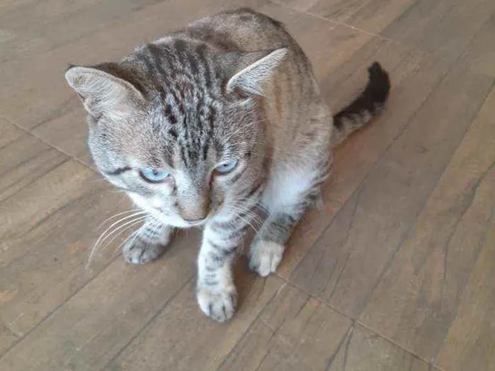 Gato ra a Sem raça definida idade 2 anos nome Tom 