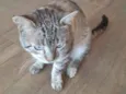 Tom 