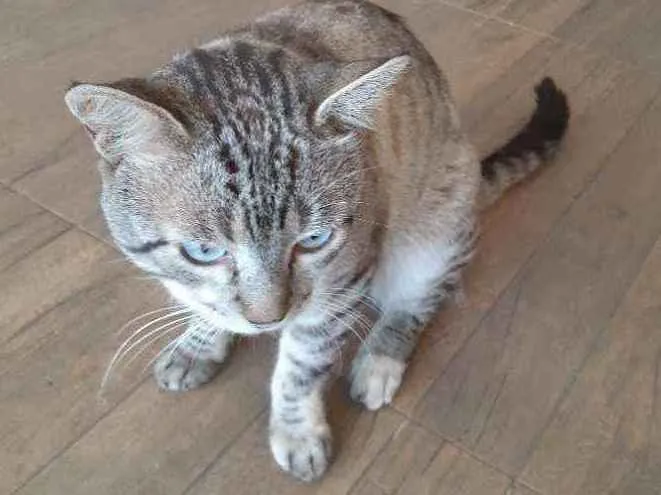 Gato ra a Sem raça definida idade 2 anos nome Tom 