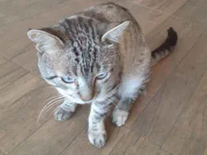 Gato raça Sem raça definida idade 2 anos nome Tom 