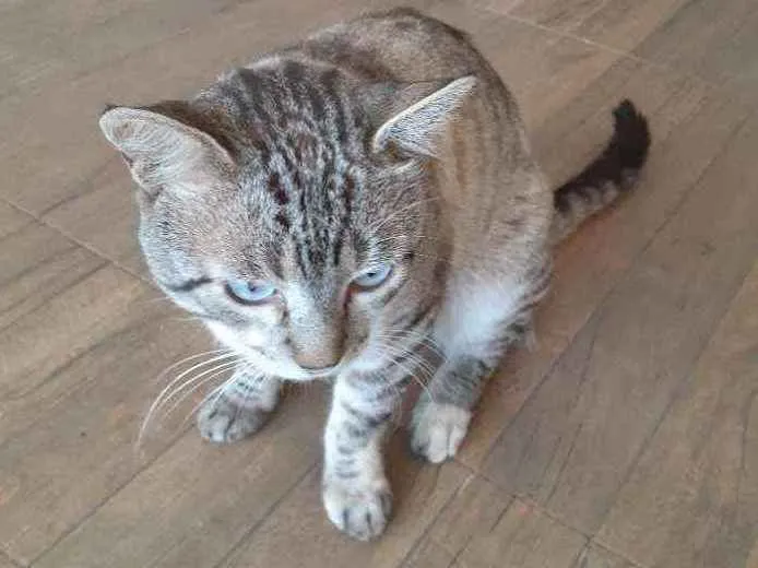 Gato ra a Sem raça definida idade 2 anos nome Tom 