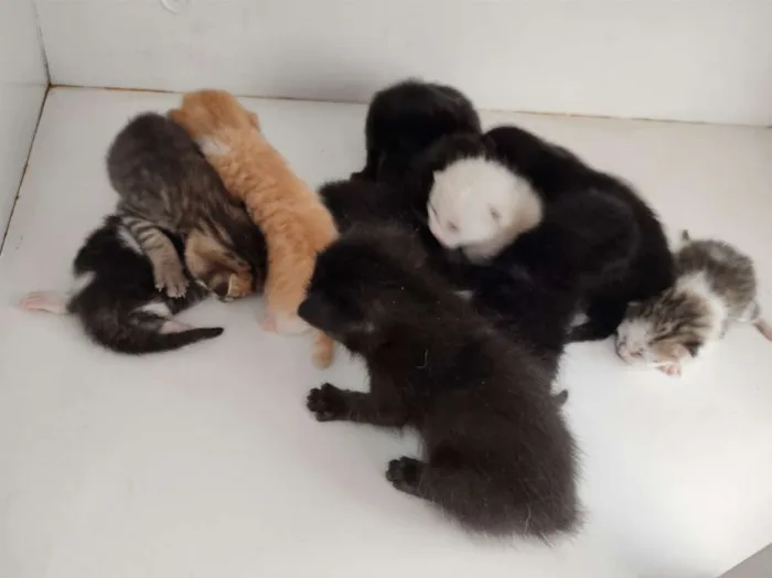Gato raça SRD-ViraLata idade Abaixo de 2 meses nome Sem nome