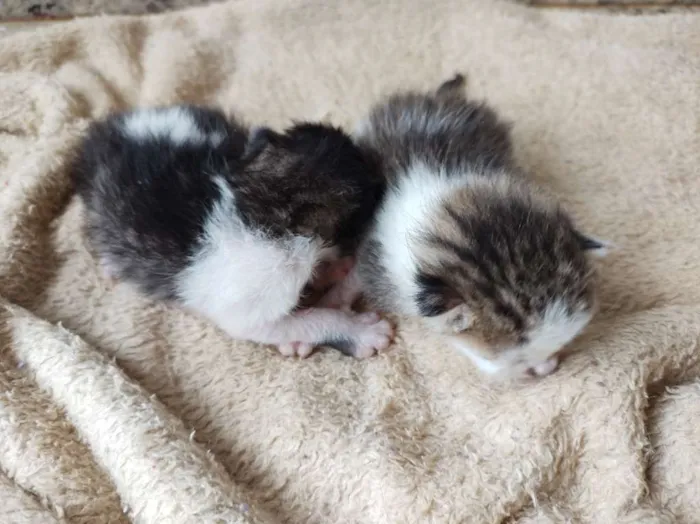 Gato raça SRD-ViraLata idade Abaixo de 2 meses nome Sem nome