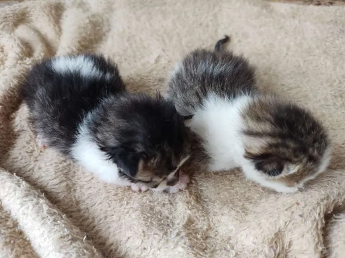Gato raça SRD-ViraLata idade Abaixo de 2 meses nome Sem nome