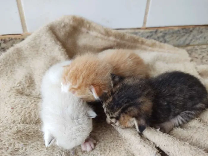 Gato raça SRD-ViraLata idade Abaixo de 2 meses nome Sem nome