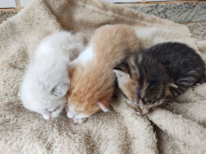 Gato raça SRD-ViraLata idade Abaixo de 2 meses nome Sem nome