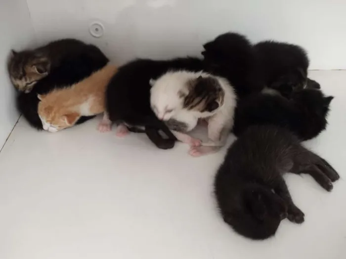 Gato raça SRD-ViraLata idade Abaixo de 2 meses nome Sem nome