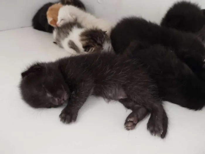 Gato raça SRD-ViraLata idade Abaixo de 2 meses nome Sem nome