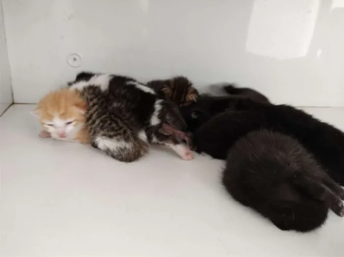 Gato raça SRD-ViraLata idade Abaixo de 2 meses nome Sem nome