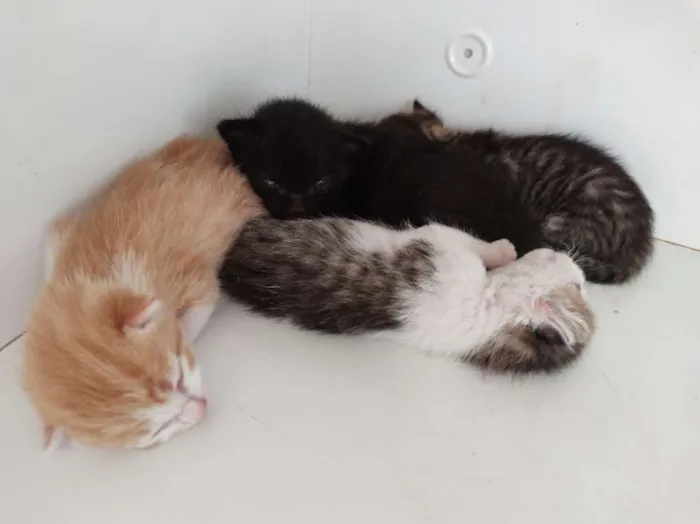 Gato raça SRD-ViraLata idade Abaixo de 2 meses nome Sem nome