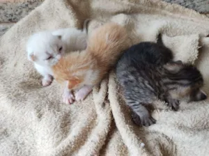 Gato raça SRD-ViraLata idade Abaixo de 2 meses nome Sem nome