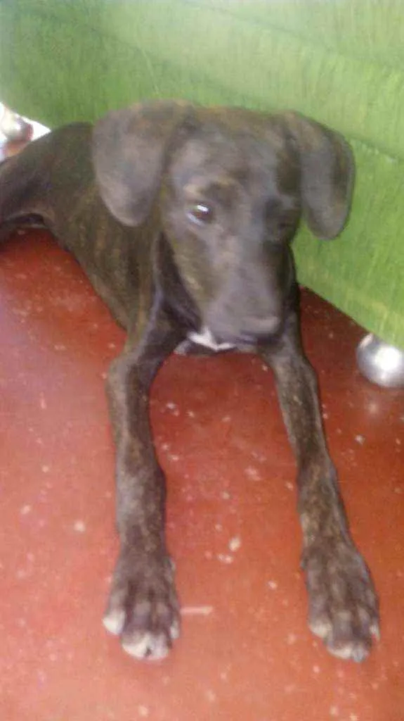 Cachorro ra a Vira lata idade 2 a 6 meses nome Nego