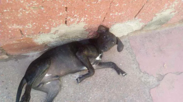 Cachorro ra a Vira lata idade 2 a 6 meses nome Nego