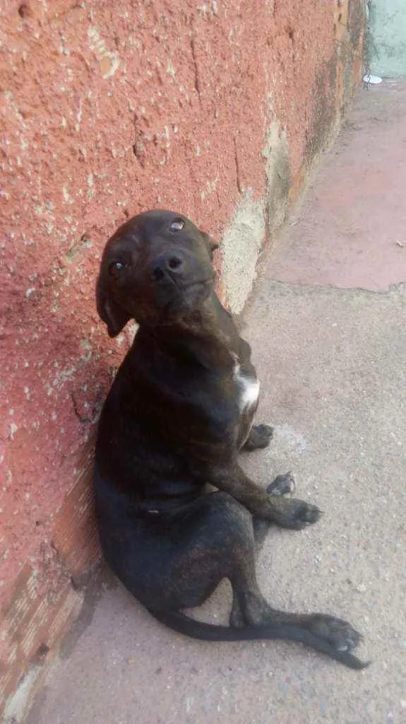 Cachorro ra a Vira lata idade 2 a 6 meses nome Nego