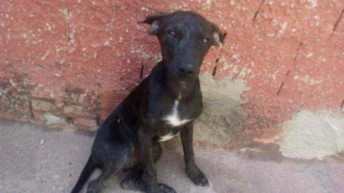 Cachorro ra a Vira lata idade 2 a 6 meses nome Nego