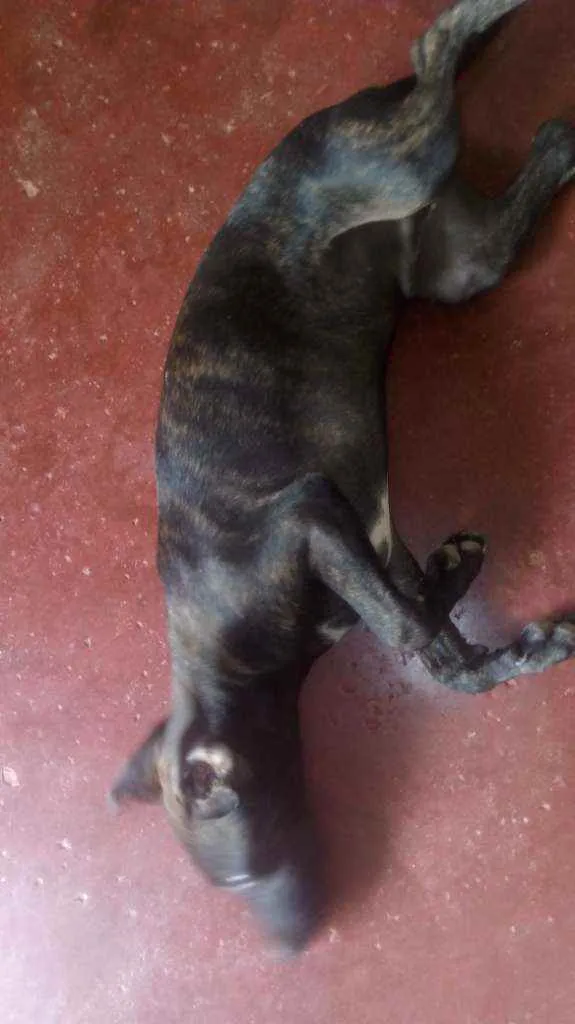 Cachorro ra a Vira lata idade 2 a 6 meses nome Nego