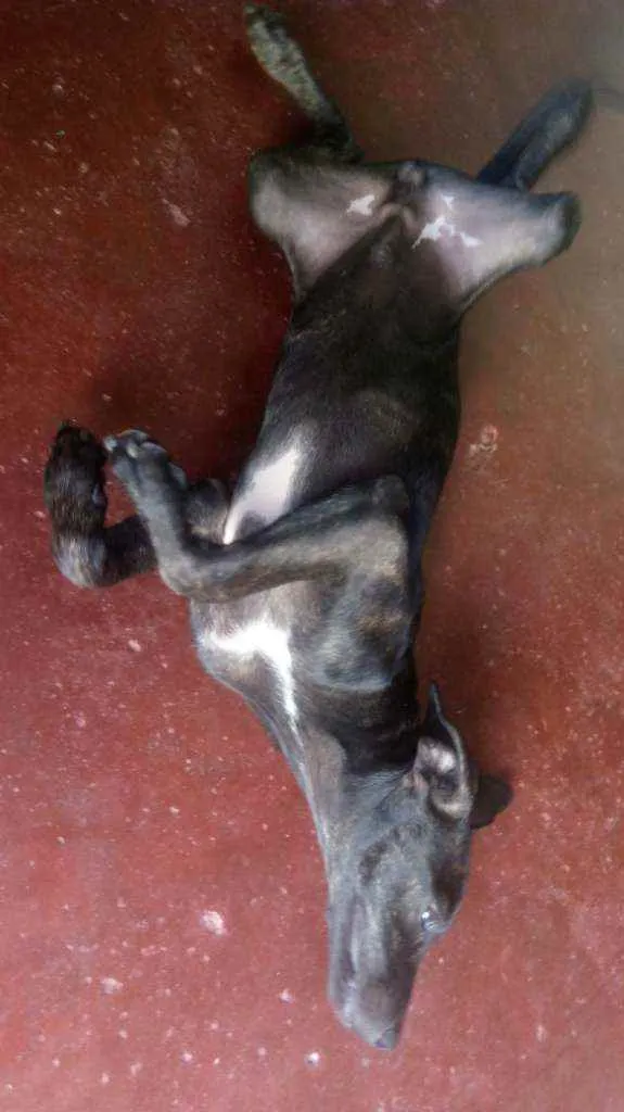 Cachorro ra a Vira lata idade 2 a 6 meses nome Nego