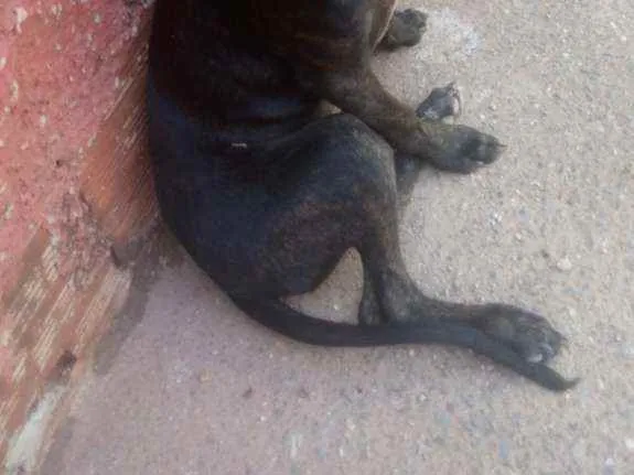 Cachorro ra a Vira lata idade 2 a 6 meses nome Nego