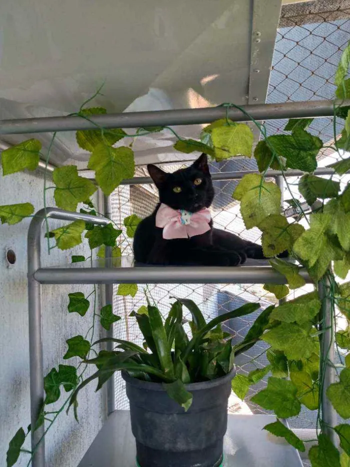 Gato ra a Não tem raça idade 7 a 11 meses nome Lola