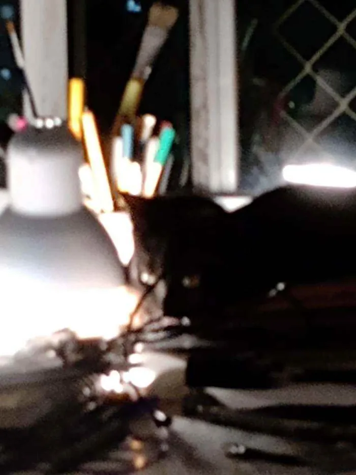 Gato ra a Não tem raça idade 7 a 11 meses nome Lola